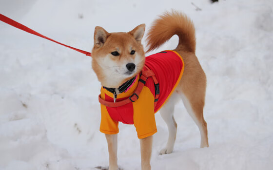 2025环法中国赛确认落户广州,筹备工作启动,2021环法中国赛