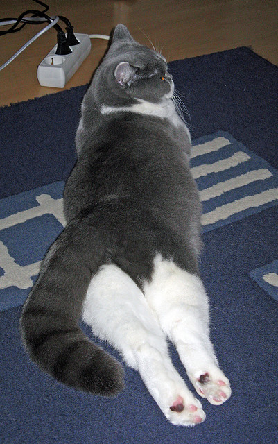 九游娱乐官网 (jiuyou)-“自适应战术：未来球员将以数据为核心进行“个性化”训练”，自适应提升