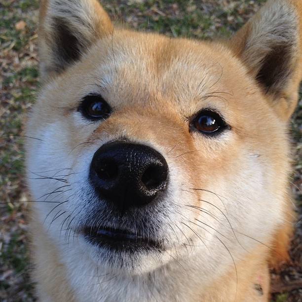 九游app下载中心-【丁俊晖全传】从青涩少年到世界第一的成长历程，丁俊晖成长经历视频