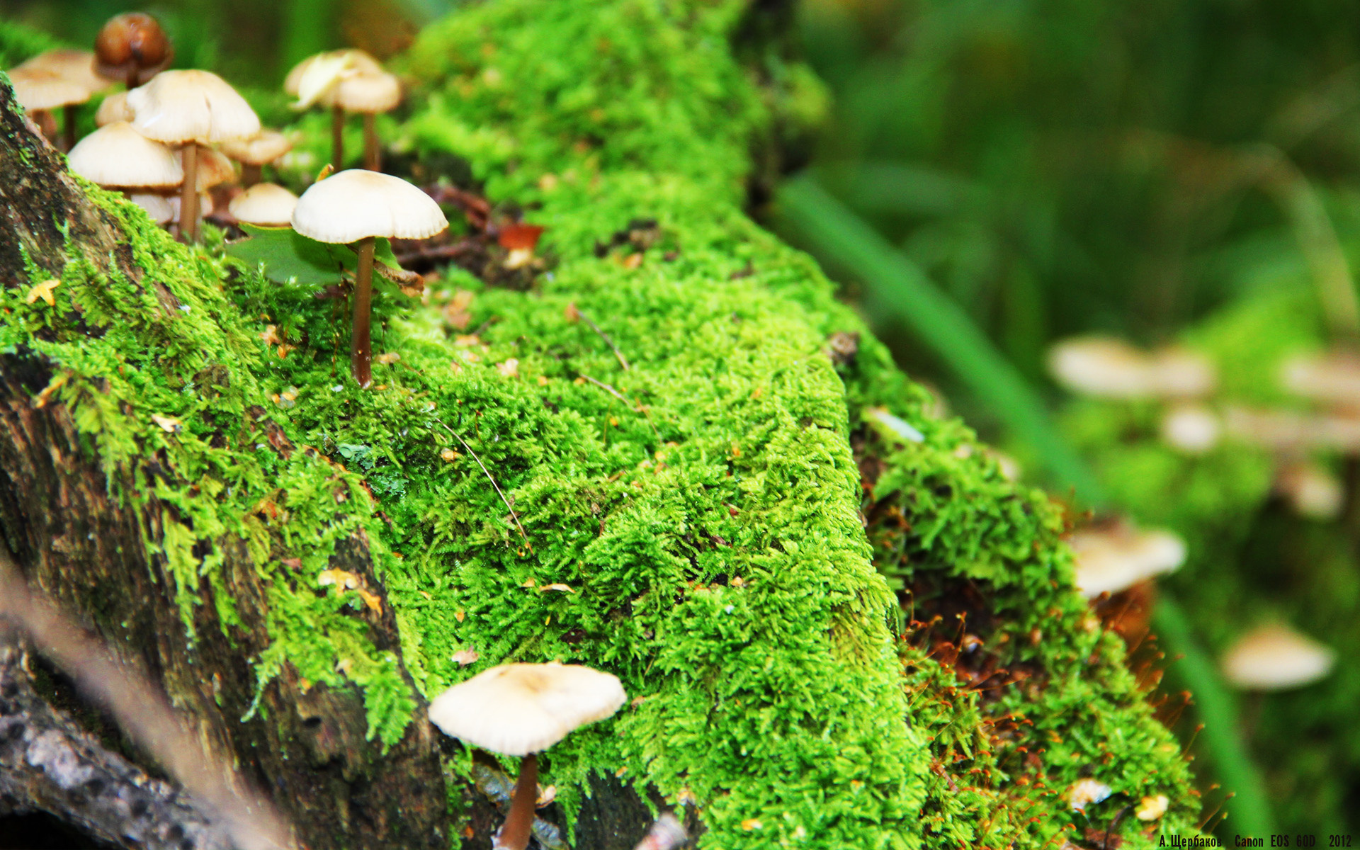 九游游戏中心-全国青少年“环保篮球”主题公益跑在大连成功举办，倡导绿色生活方式