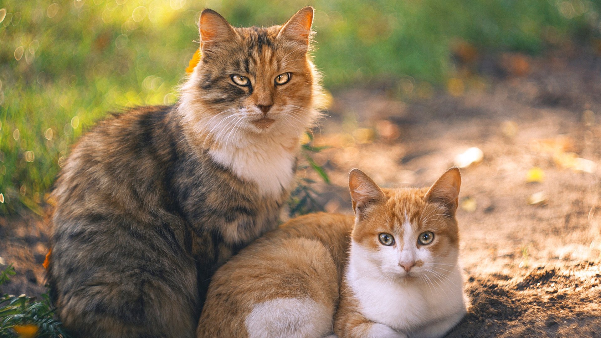 吉安卢卡·拉米在男子马拉松中获得第六名,吉安卢卡·特拉诺瓦