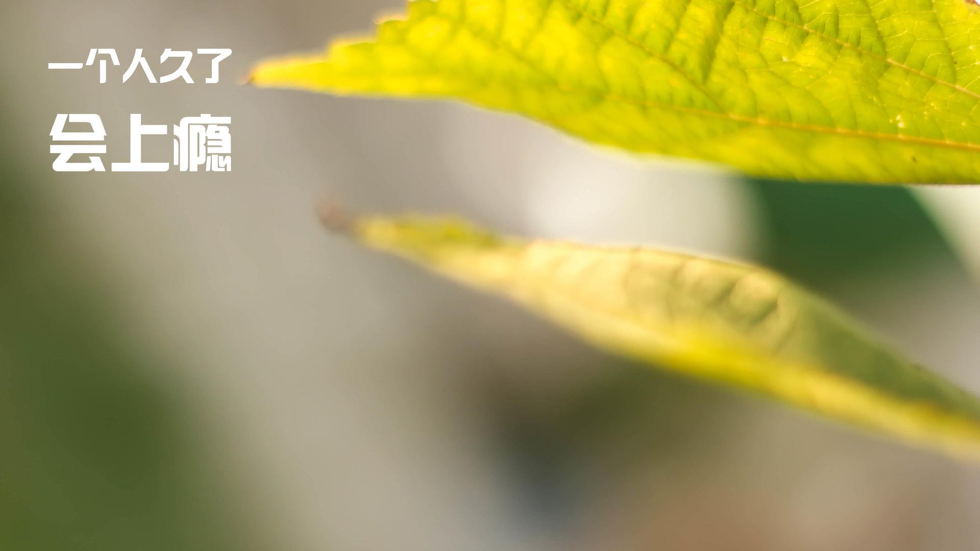 四分马拉松，短距离跑者的极速冲刺，四分马拉松多少公里多少米