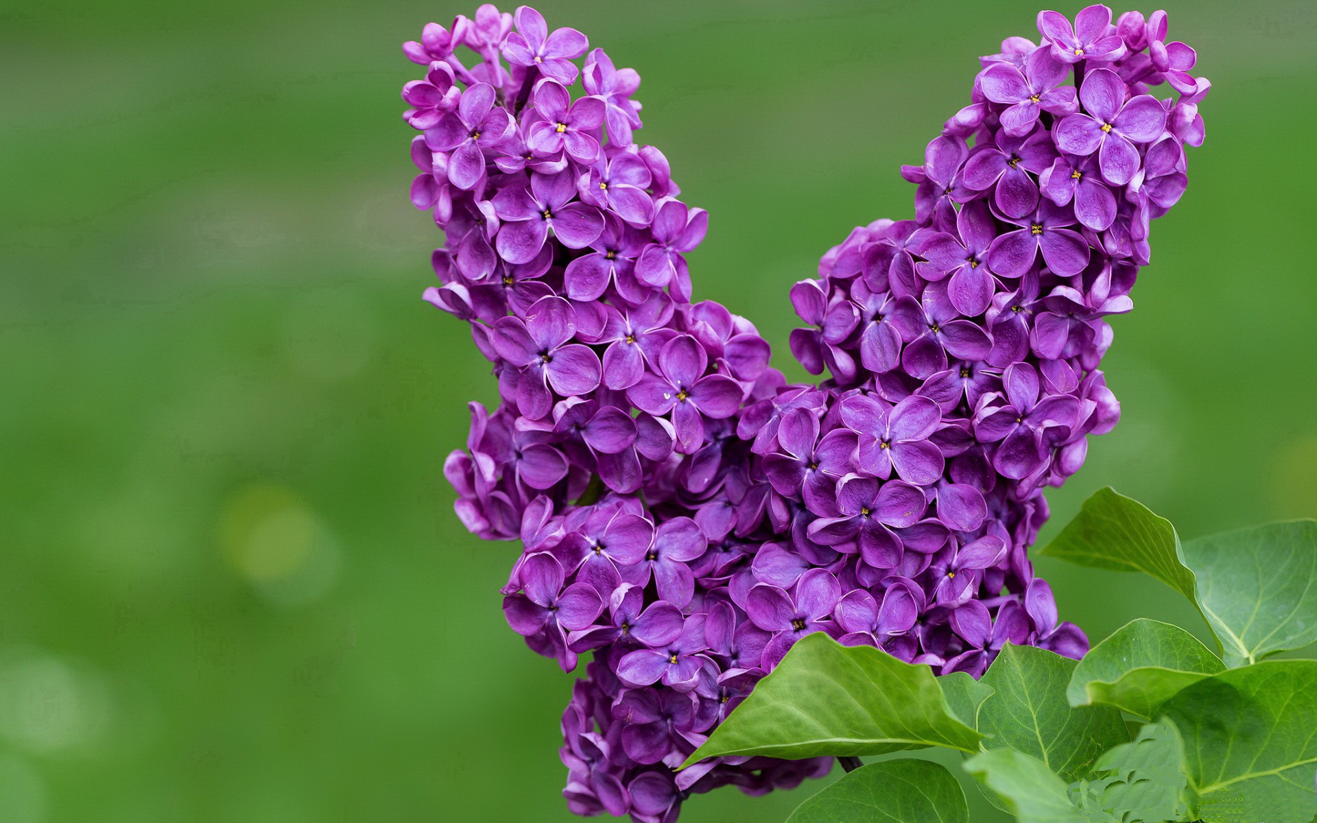九游下载安装-在季后赛对阵开拓者的比赛中，蒂伊多次用“铁壁”封堵对手关键上篮，成为球队“后防屏障”！