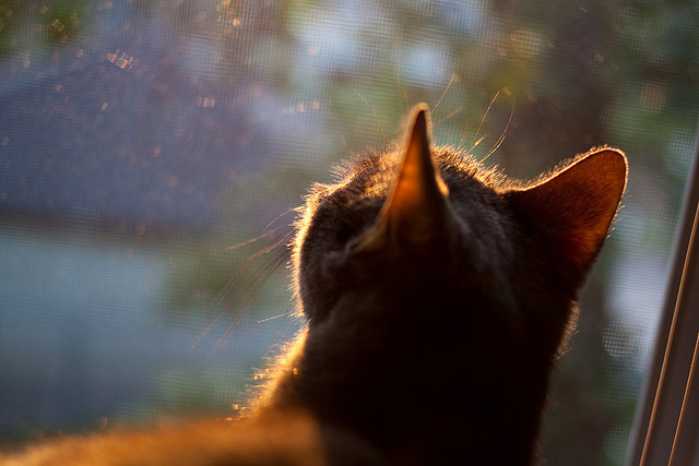 山地自行车赛，风火轮上的速度与激情，山地自行车风火轮荧光棒
