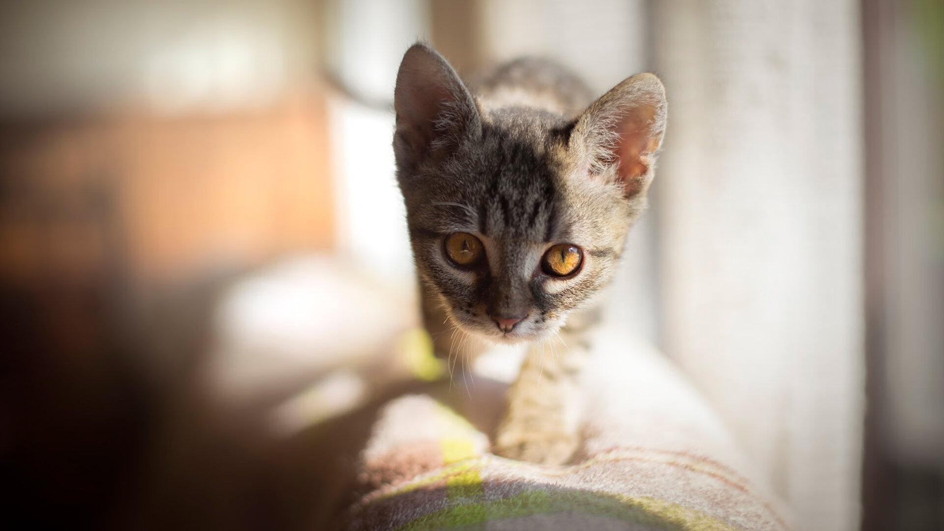 社区运营新策略,增强粉丝粘性和参与感,社区粉丝运营模式