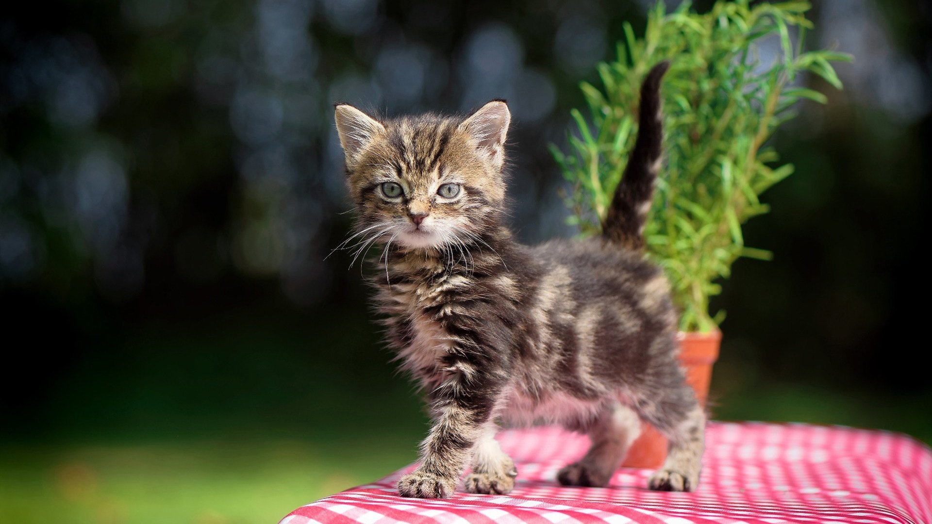 自行车环法赛，山地挑战引关注，环法自行车赛需要多少时间