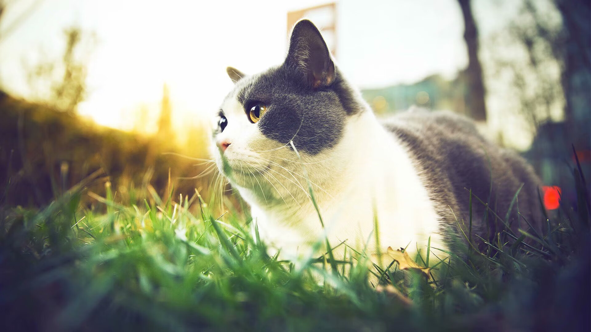 九游娱乐(jiuyou)官方网站-西甲：马德里竞技1-0绝杀皇家贝蒂斯，科克头球破门，马德里竞技vs皇家贝蒂斯分析