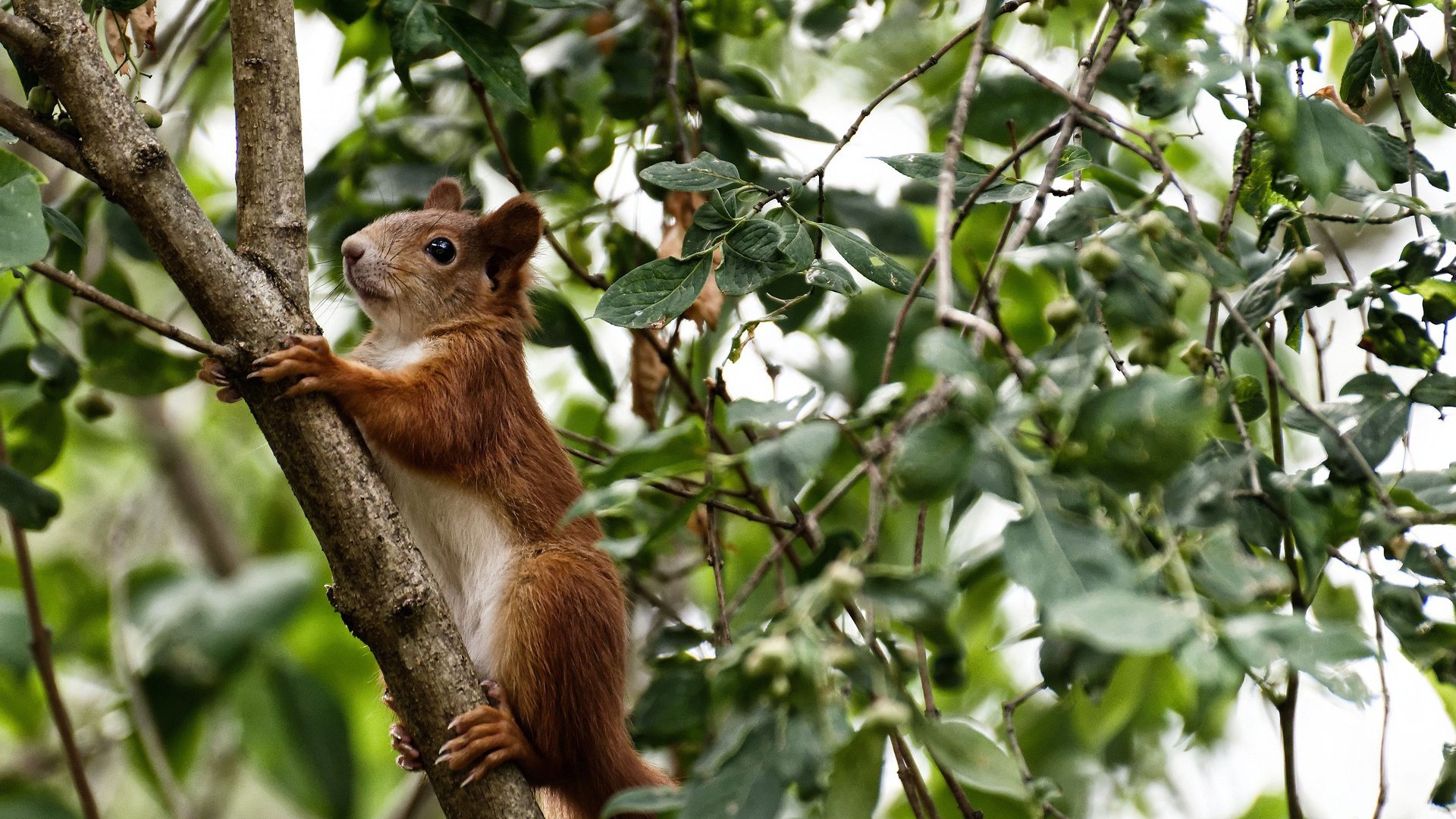 中国足球裁判执法水平提升，比赛更公正，中国足球裁判证书
