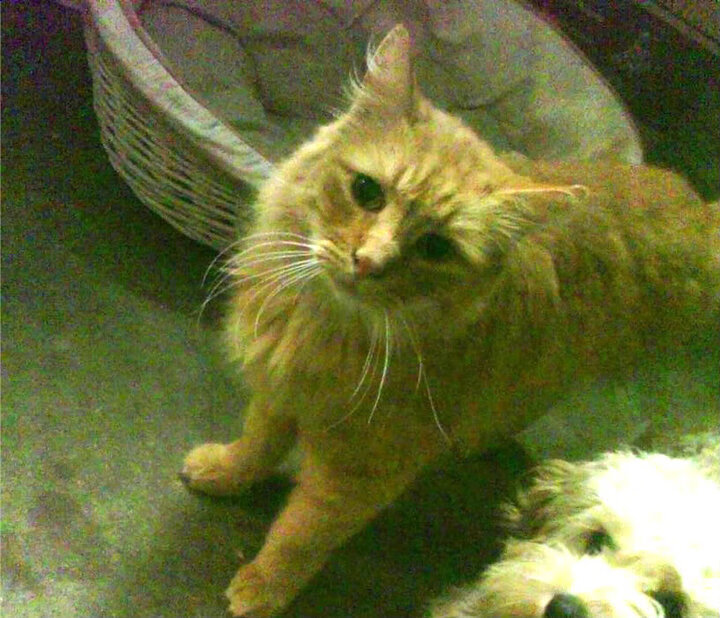 塞内加尔男足在巴黎奥运会上取得历史性成绩，塞内加尔国足