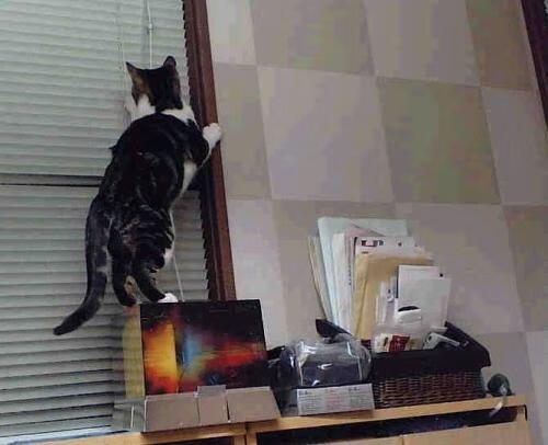 女足比赛冠军产生,球迷狂欢庆祝,女足成绩