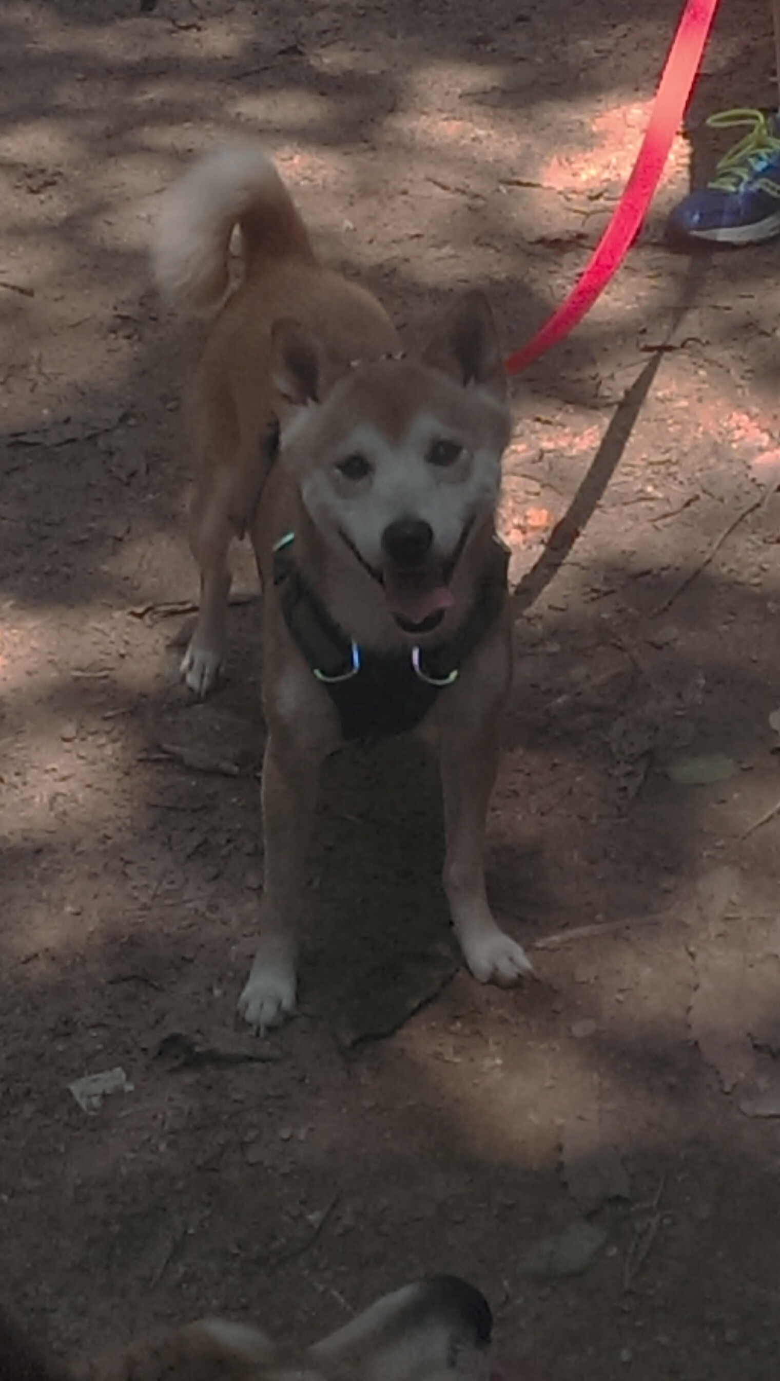 九游（jiuyou.com）游戏-巴黎篮网篮球队表现稳健，巴黎篮球俱乐部