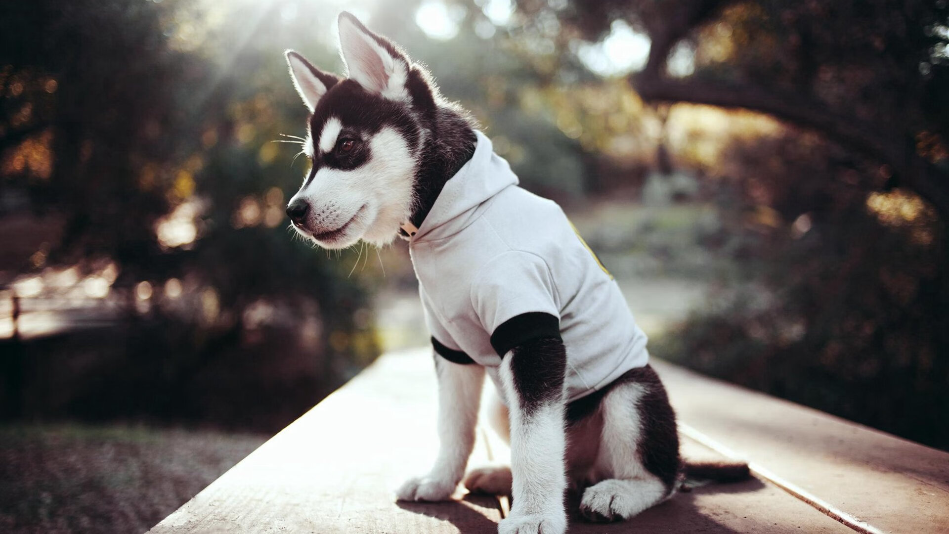 九游下载官网-德国在巴黎奥运会上获得33枚奖牌，排名第10，德国奥运奖牌奖金