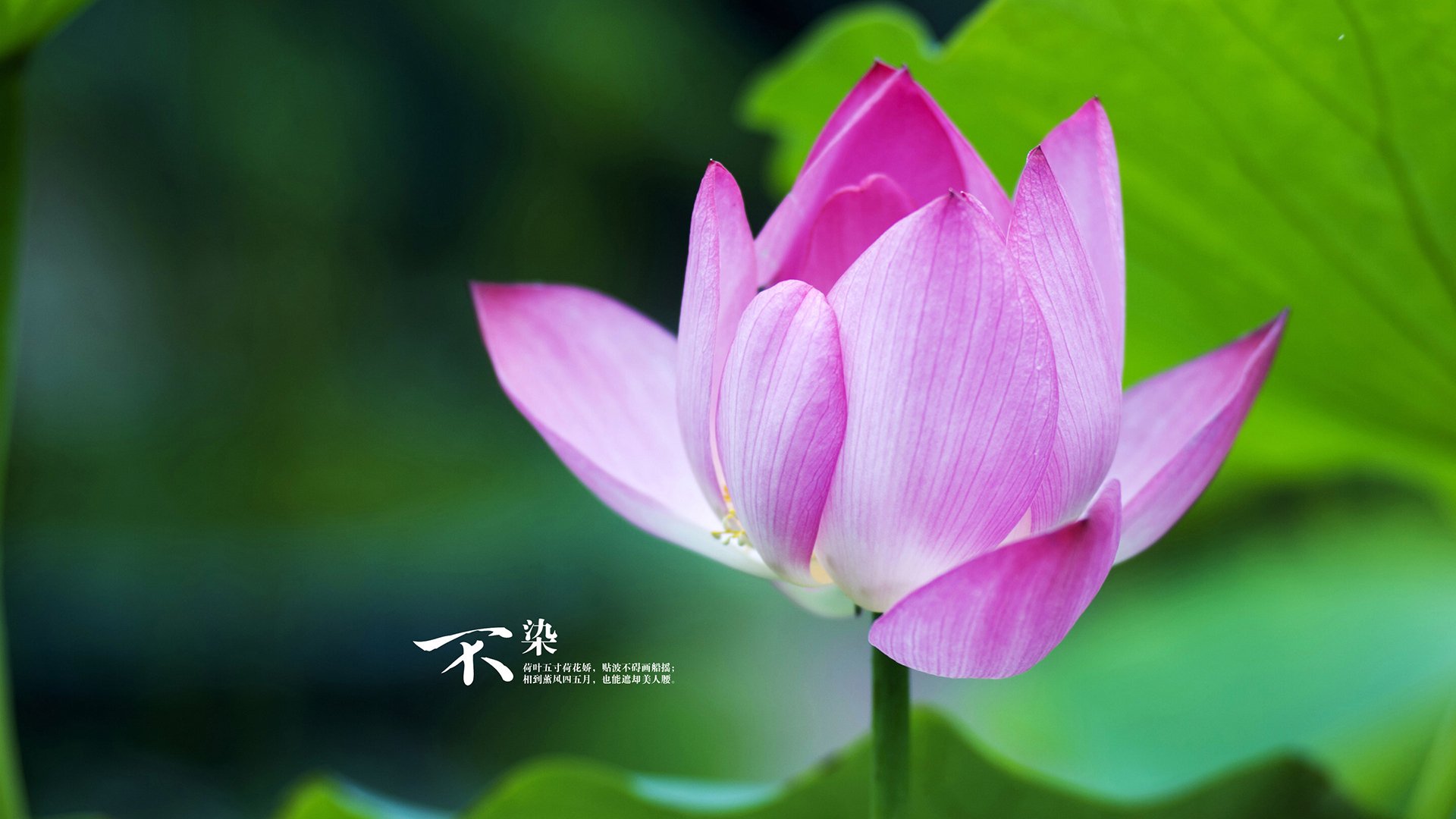 拜仁-力克皇马，净胜球令球迷振奋士气大增，效力过皇马和拜仁的球员