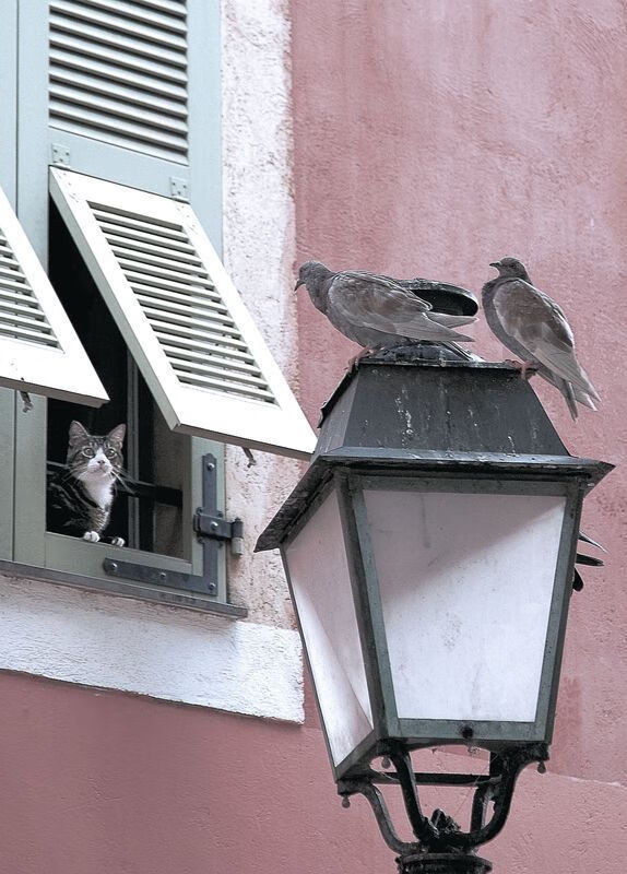 芬兰国家队取得欧洲杯正赛资格,实现历史突破,芬兰欧洲杯预选赛10场比赛