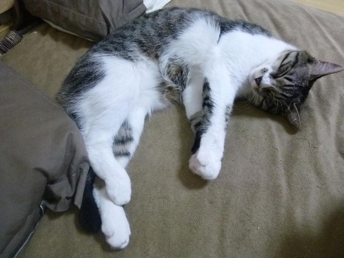 莱加内斯遭遇主场溃败，战绩下滑，莱加内斯吧