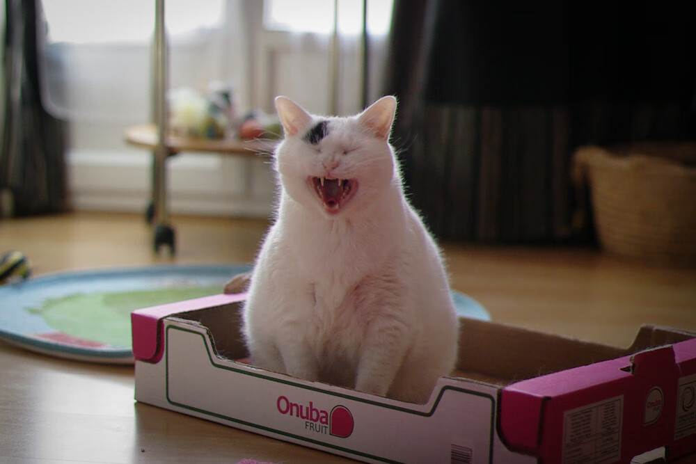 意甲教练组使用语义分析工具优化临场语言指令结构，意甲 教练