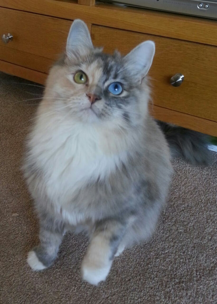 加拿大队的全员协作：国际乒联混合团体世界杯的完美配合，加拿大乒乓球外援