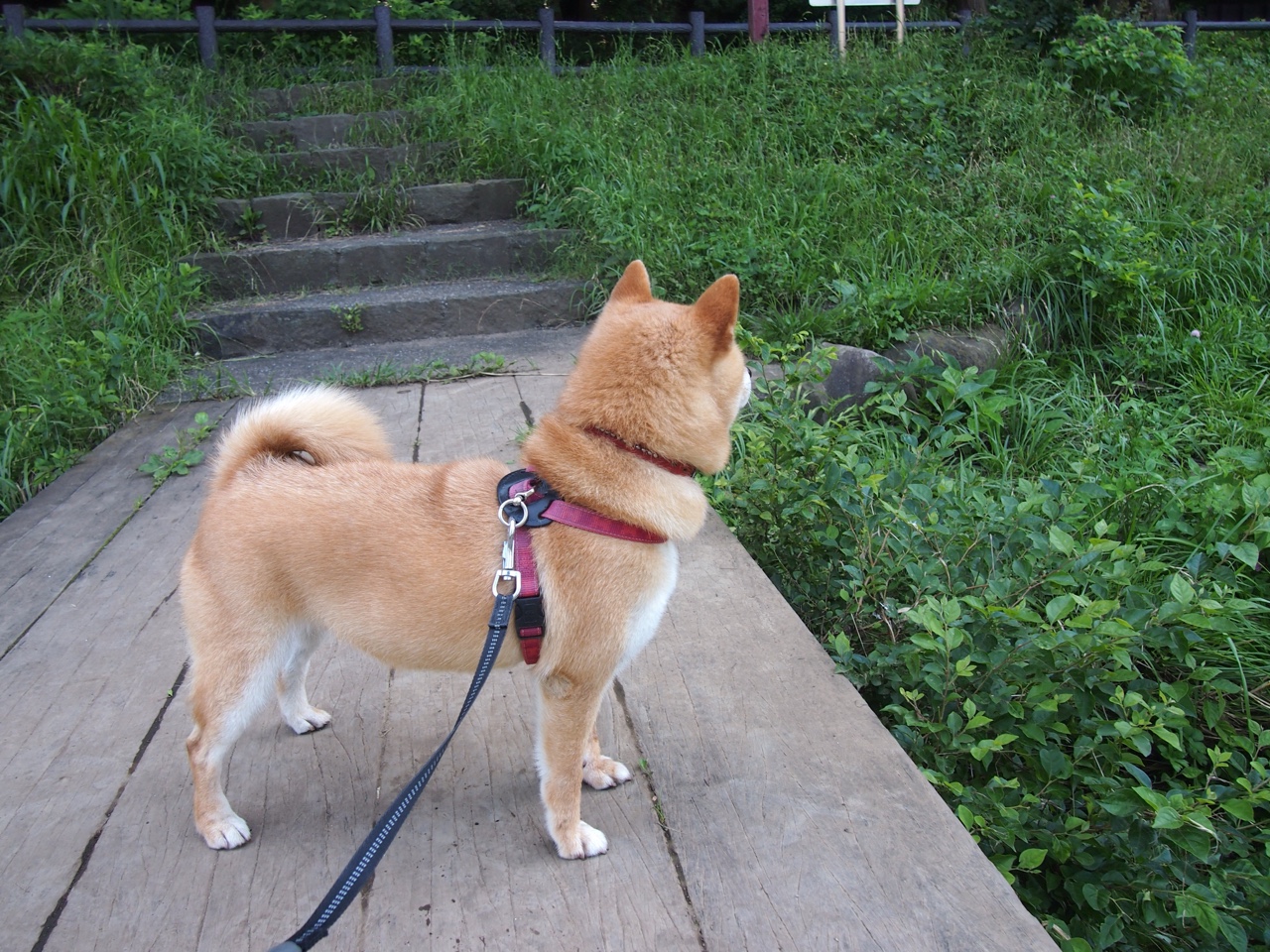 国家体育总局发布冬季项目发展规划，国家体育总局冬季项目管理中心