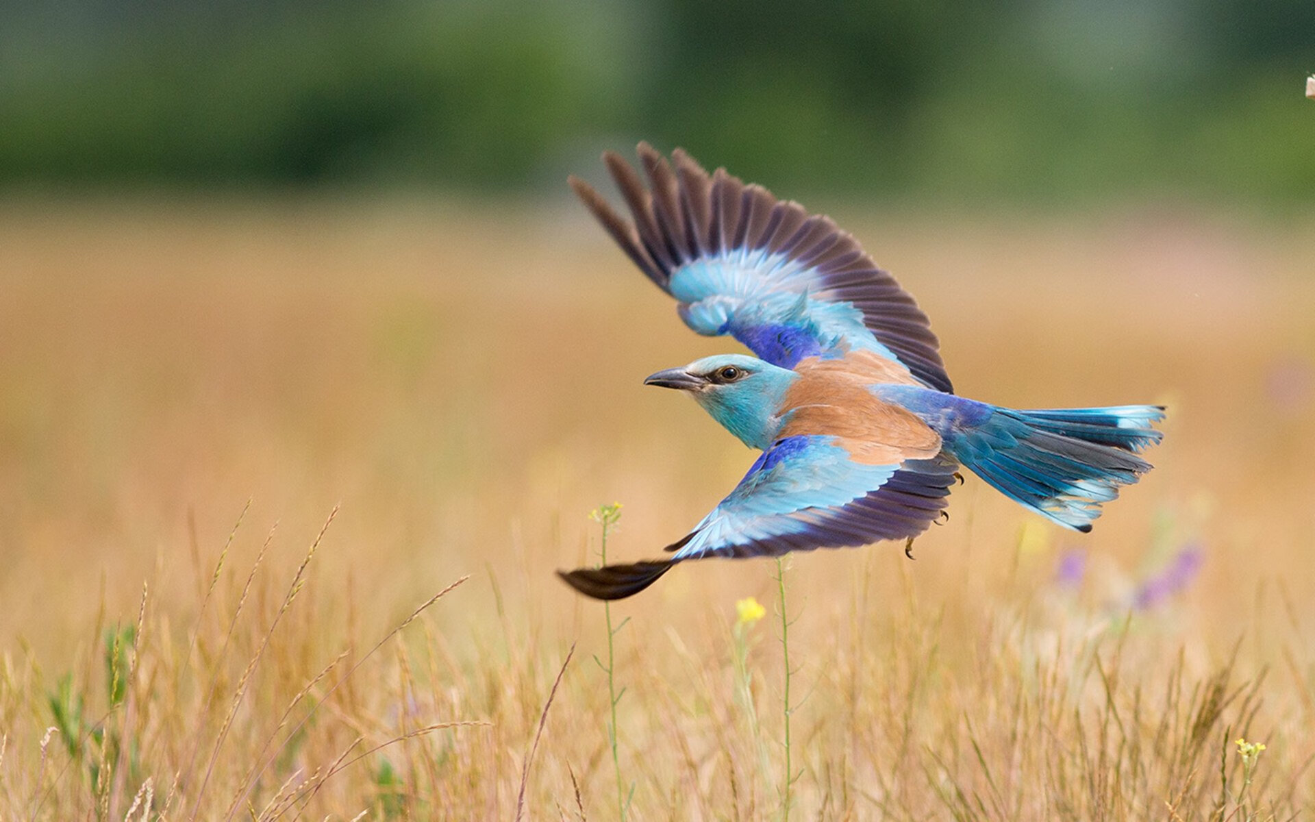电竞女选手表现亮眼打破刻板印象,电竞 女选手