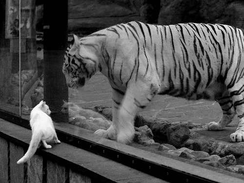 罗马连续抢开局建立场面优势，罗马最快几分钟出兵