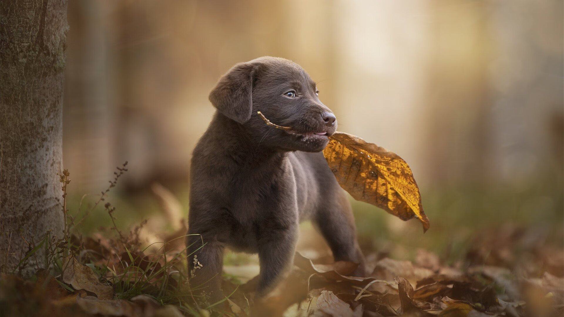 莱德基长距离自由泳无人可敌，莱德基自由泳技术