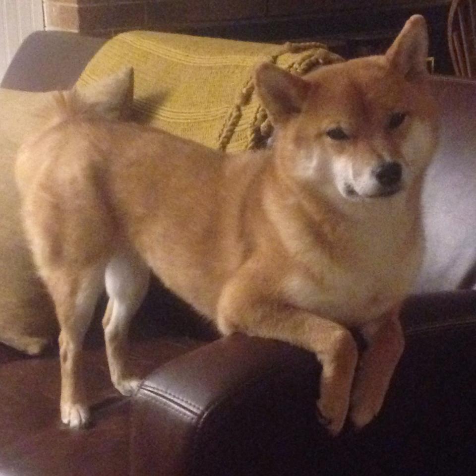 九游下载中心-赛季中教练战术变革后场均进球变化趋势，教练技术犯规几次下场