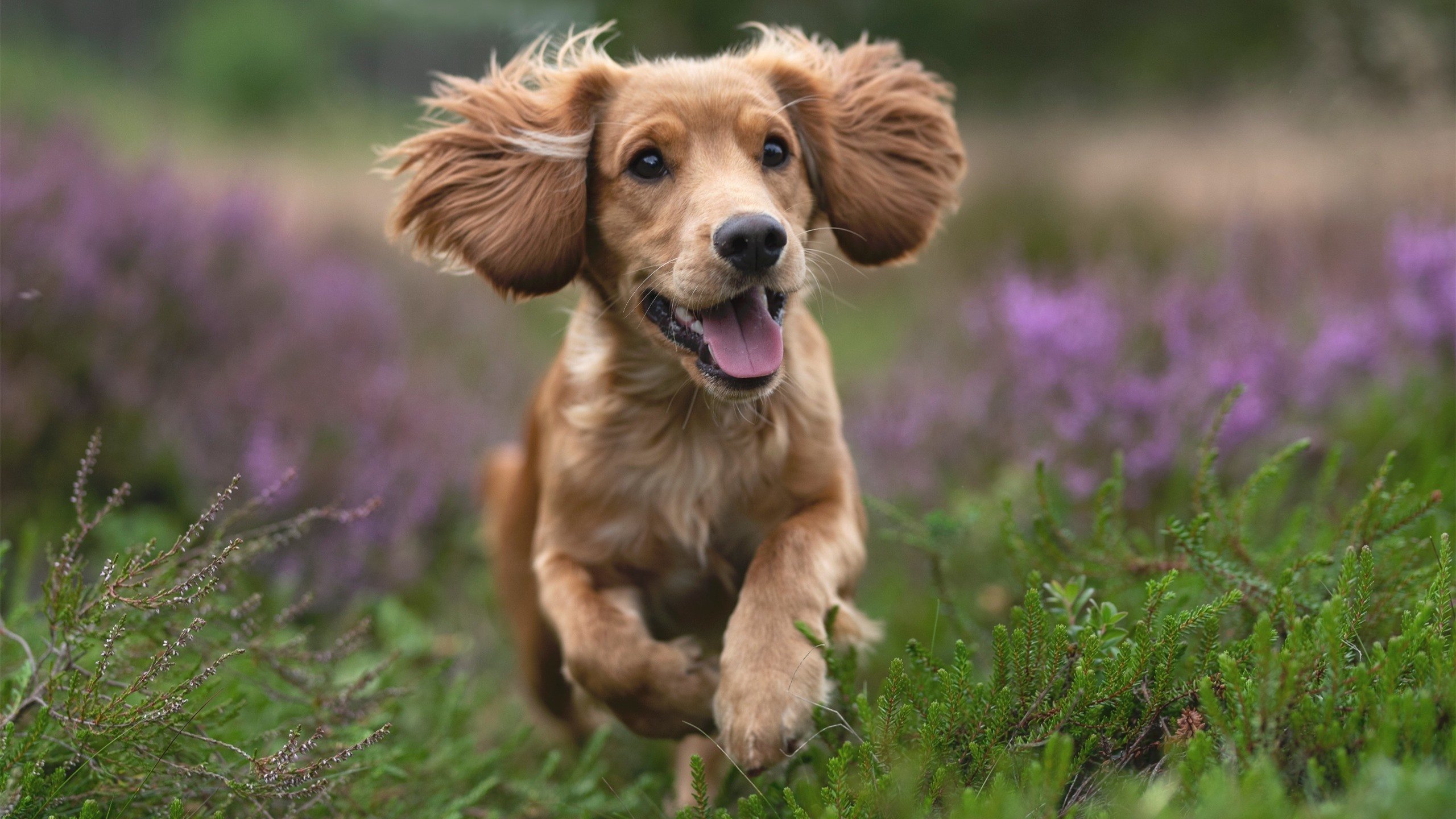 足球评论系统缺乏教学反馈价值，足球教学方面的意见和反馈
