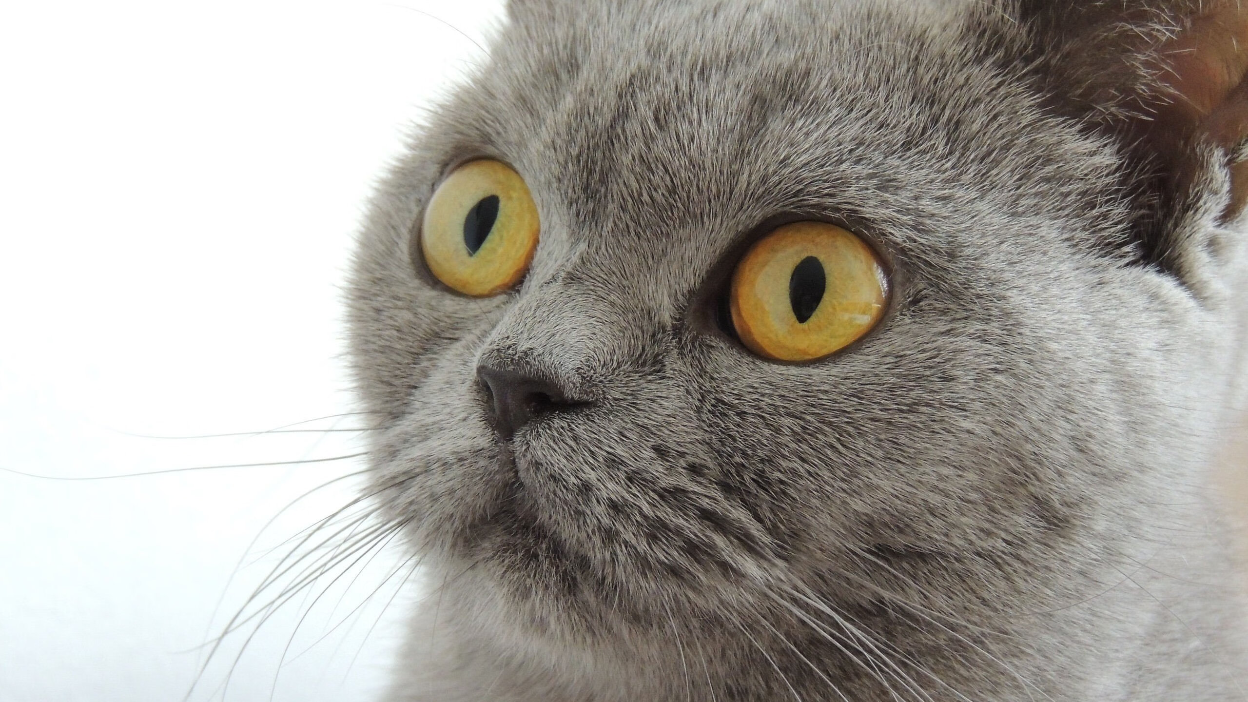 国王在训练中重点演练罚球与失误控制，国王的比赛