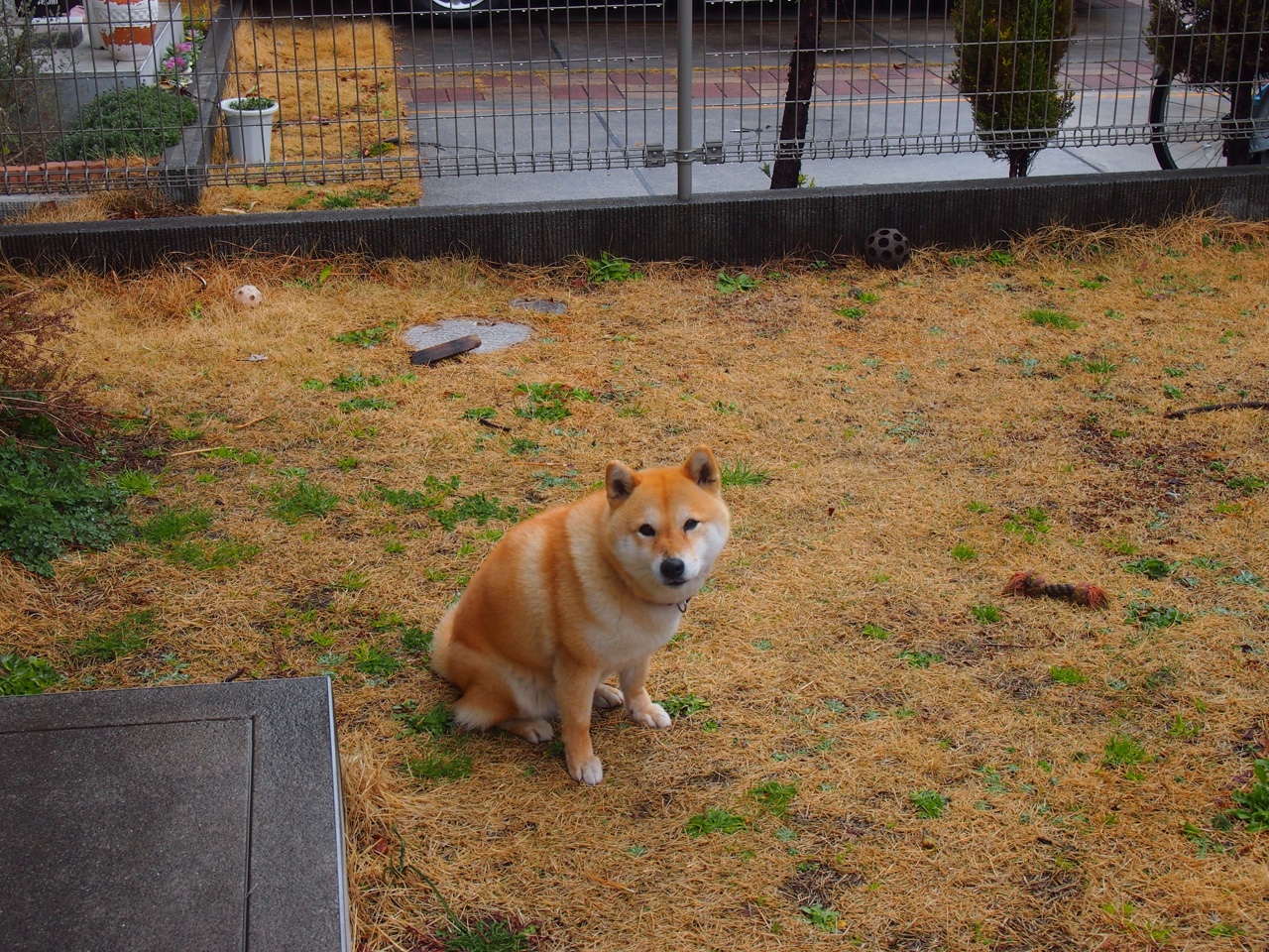 希腊女篮在欧洲锦标赛中再登巅峰，荣誉永不停歇，希腊欧洲杯赛程