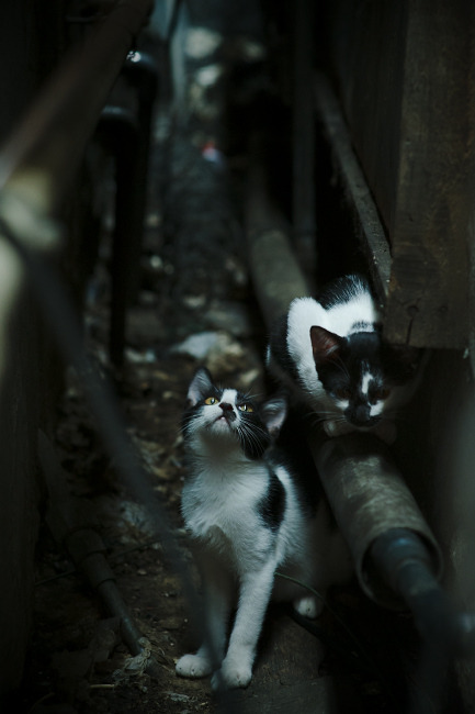 张伟丽与冠军对练提前适应强度，张伟丽冠军赛几月几号