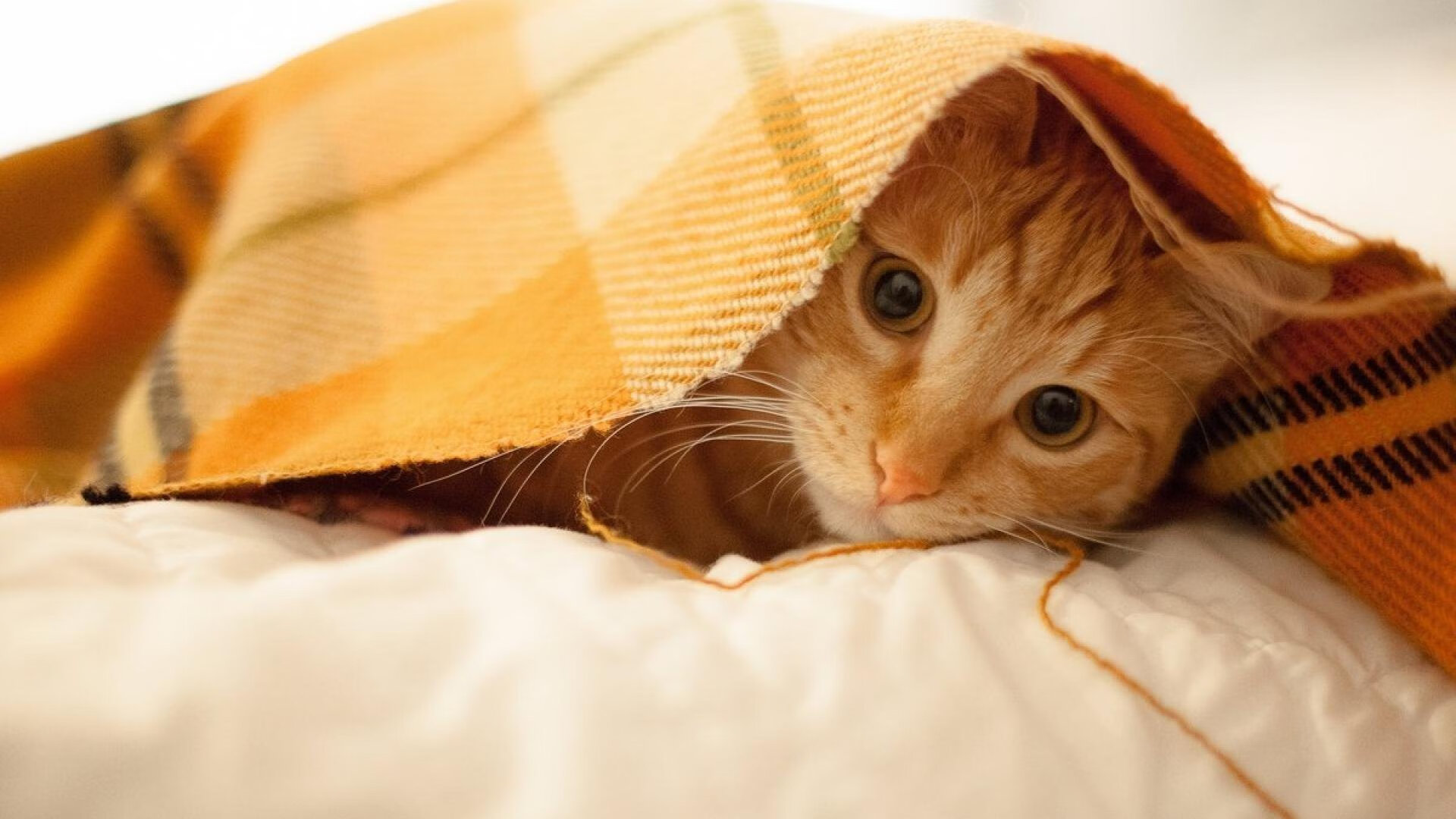 苏炳添助球队拿下关键战田径百米赛,苏炳添百米技术分析