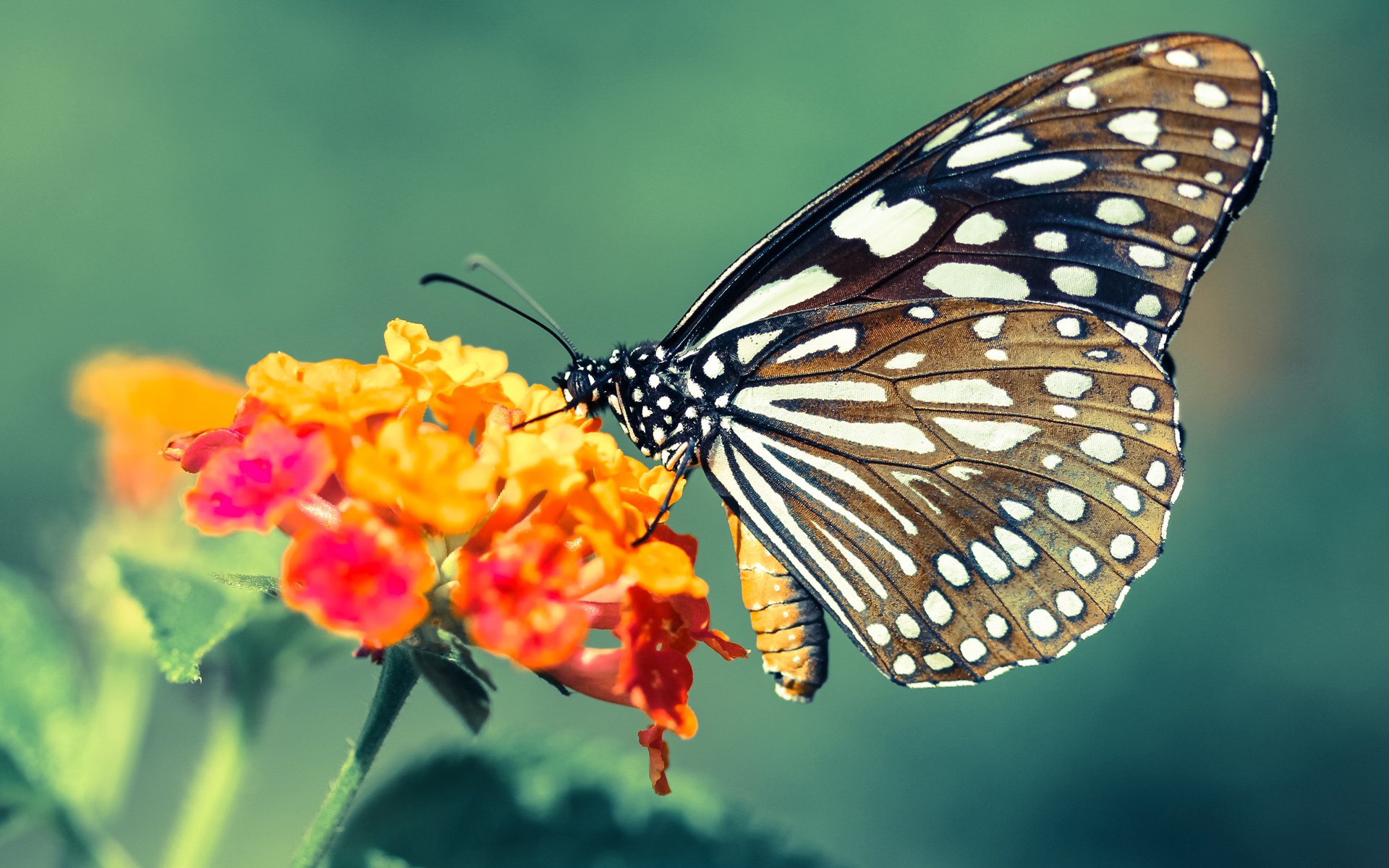 非洲女子篮球锦标赛中,安哥拉再次夺冠,体育势头强劲,非洲女子篮球世界排名最新排名